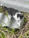 Gato macho