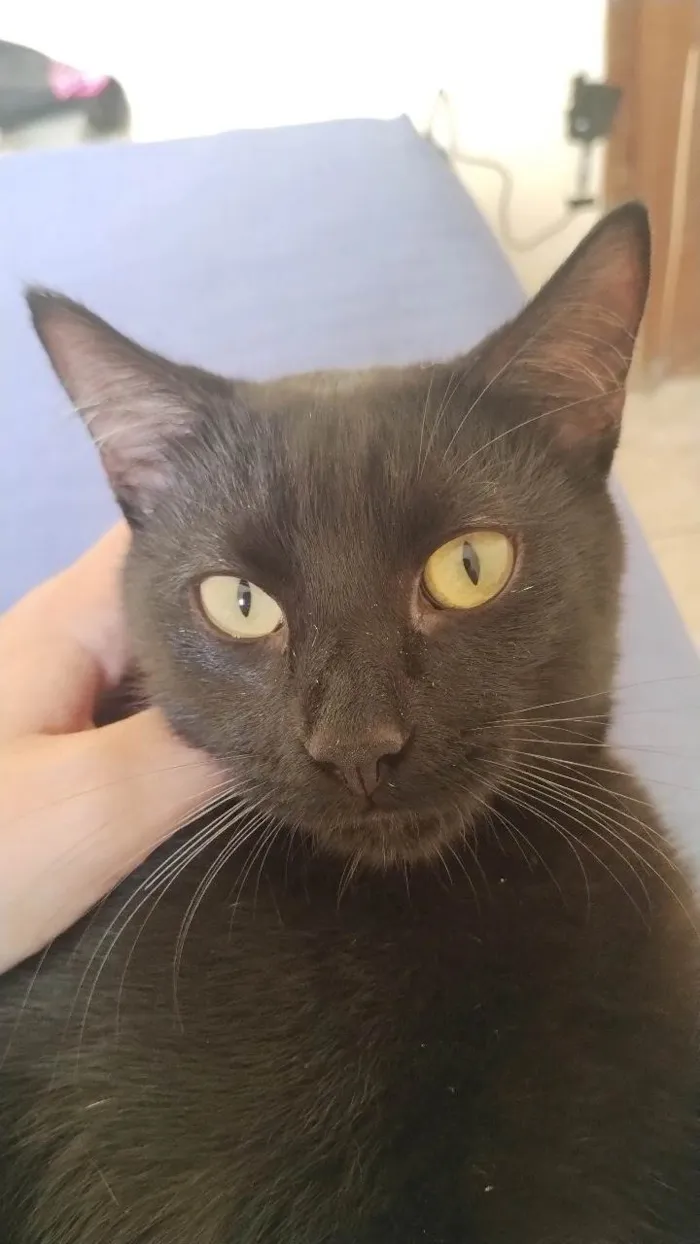 Gato ra a SRD-ViraLata idade 7 a 11 meses nome Jack e Athena 