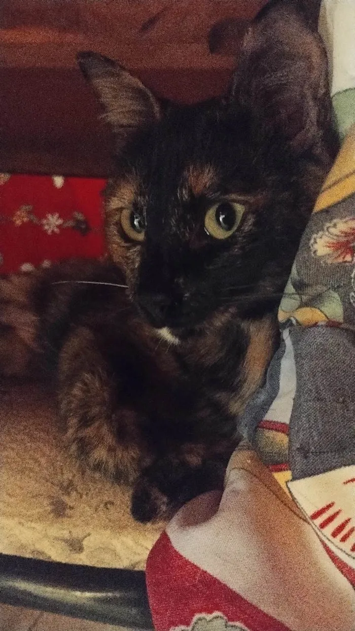 Gato ra a SRD-ViraLata idade 7 a 11 meses nome Jack e Athena 