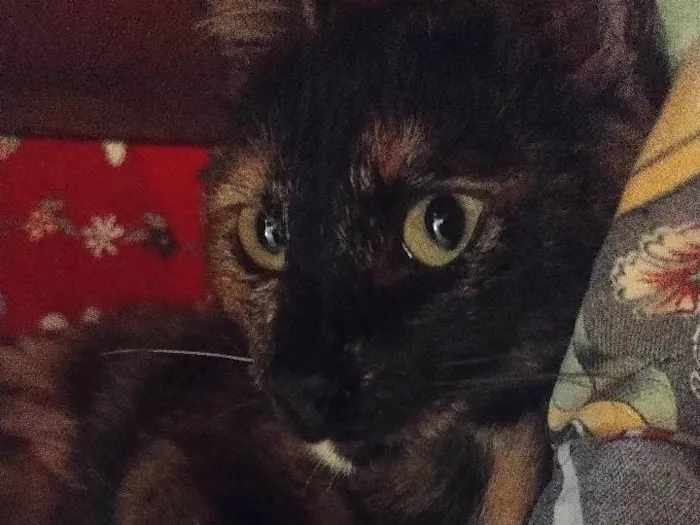 Gato ra a SRD-ViraLata idade 7 a 11 meses nome Jack e Athena 