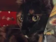 Jack e Athena