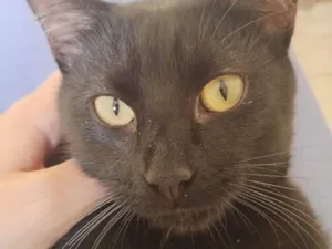 Gato raça SRD-ViraLata idade 7 a 11 meses nome Jack e Athena 