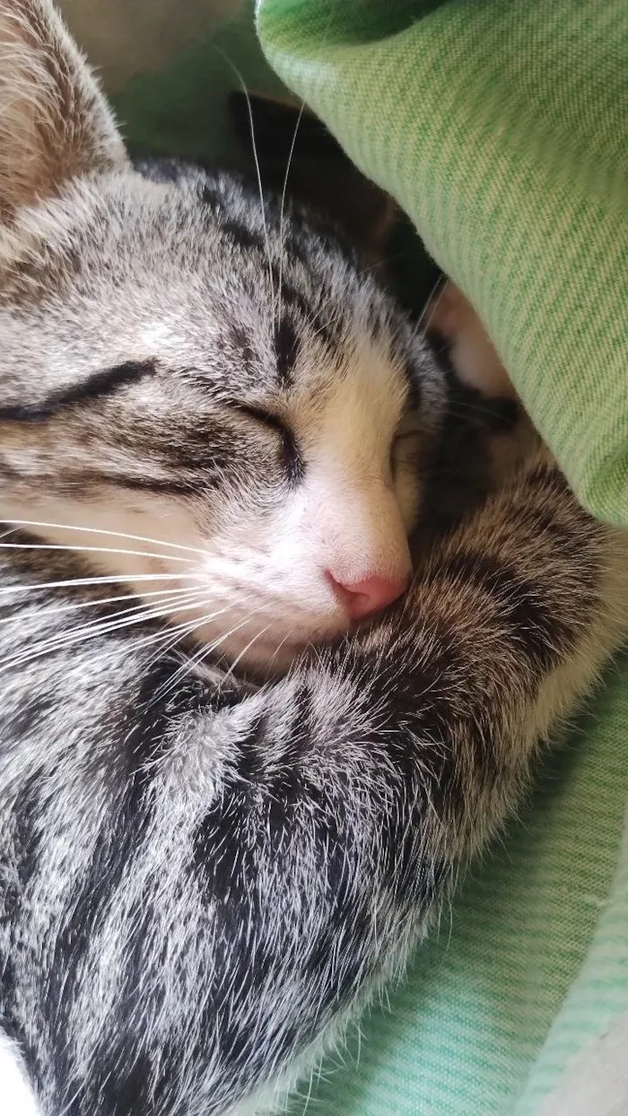 Gato ra a SRD-ViraLata idade 7 a 11 meses nome Medusa e Margareth 