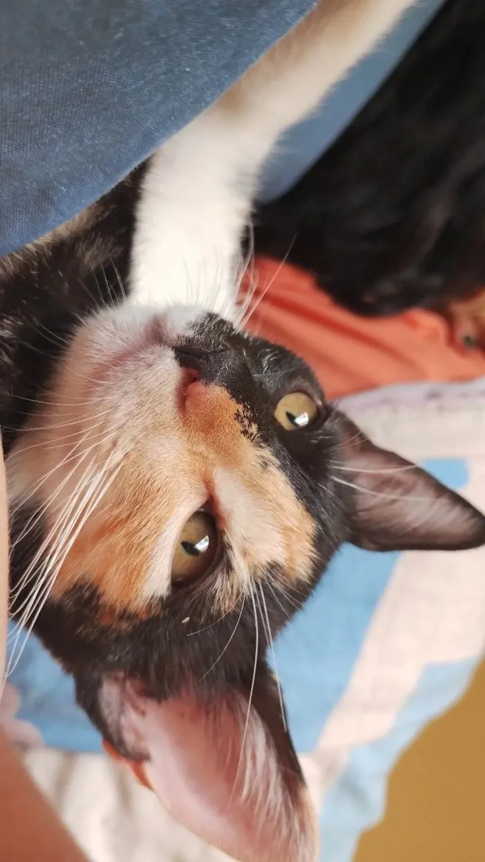 Gato ra a SRD-ViraLata idade 7 a 11 meses nome Medusa e Margareth 