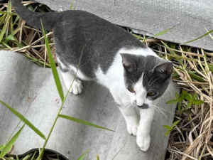 Gato raça SRD-ViraLata idade 7 a 11 meses nome Gato macho