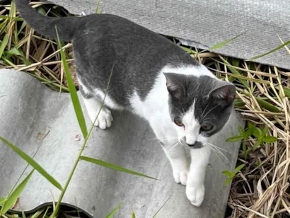 Gato raça SRD-ViraLata idade 7 a 11 meses nome Gato macho