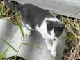 Gato macho