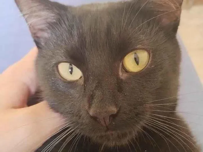 Gato ra a SRD-ViraLata idade 7 a 11 meses nome Jack e Athena 