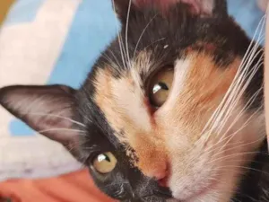Gato raça SRD-ViraLata idade 7 a 11 meses nome Medusa e Margareth 