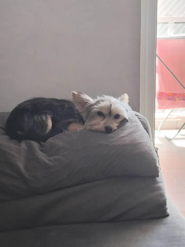 Cachorro ra a Yorkshire idade 7 a 11 meses nome Dante