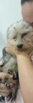 Dante