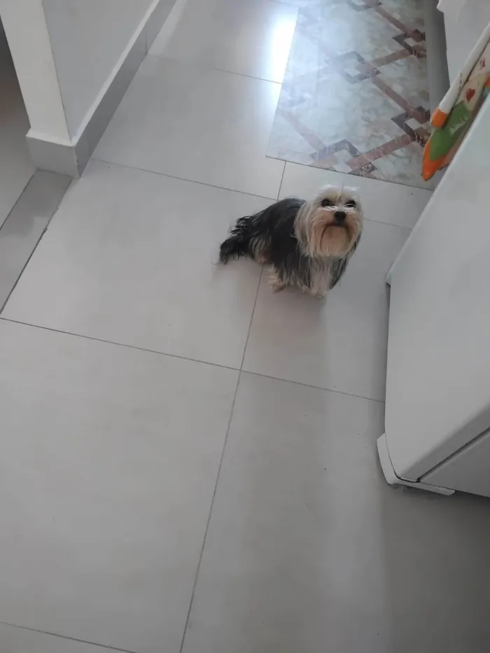 Cachorro ra a Yorkshire idade 7 a 11 meses nome Dante