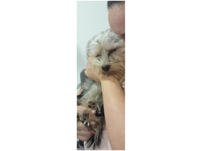 Cachorro ra a Yorkshire idade 7 a 11 meses nome Dante