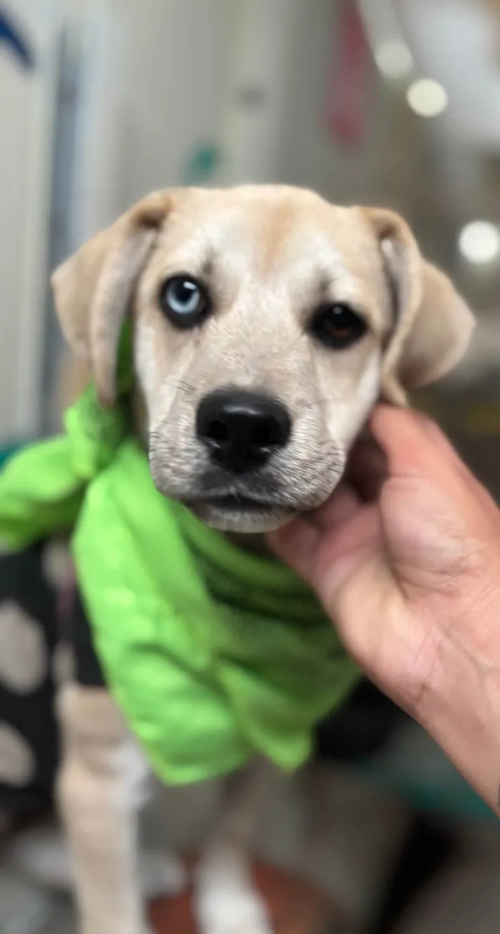 Cachorro ra a SRD-ViraLata idade 2 a 6 meses nome Pirata