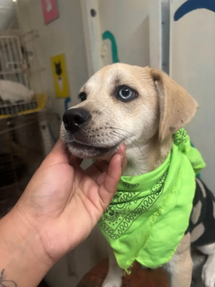 Cachorro ra a SRD-ViraLata idade 2 a 6 meses nome Pirata