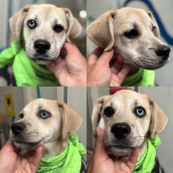 Cachorro ra a SRD-ViraLata idade 2 a 6 meses nome Pirata