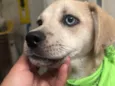 Pirata