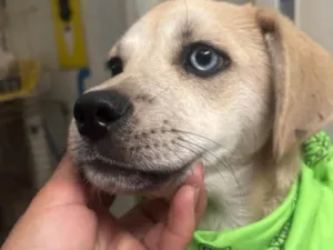 Cachorro raça SRD-ViraLata idade 2 a 6 meses nome Pirata
