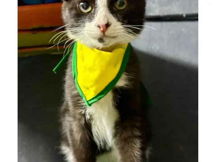 Gato ra a SRD-ViraLata idade 2 a 6 meses nome Theozinho