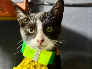 Gato raça SRD-ViraLata idade 2 a 6 meses nome Theozinho
