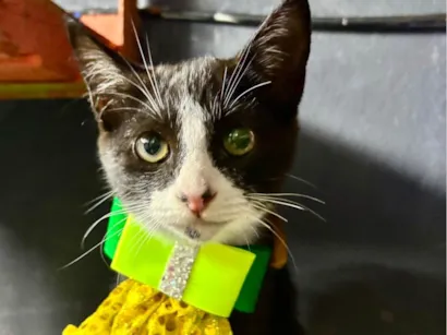 Gato raça SRD-ViraLata idade 2 a 6 meses nome Theozinho