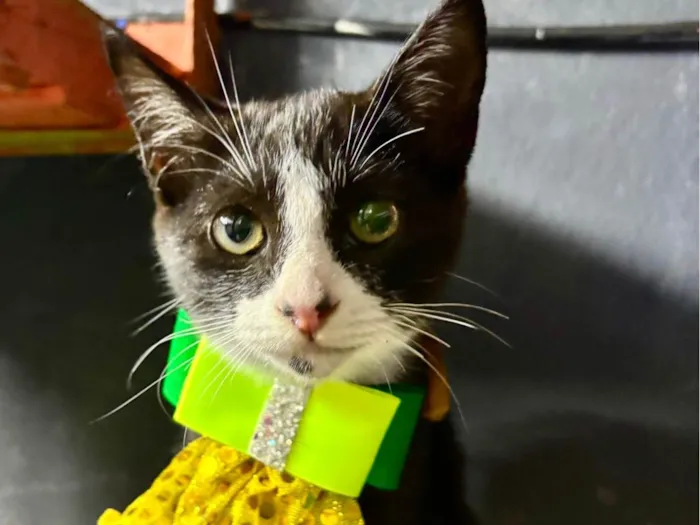 Gato ra a SRD-ViraLata idade 2 a 6 meses nome Theozinho