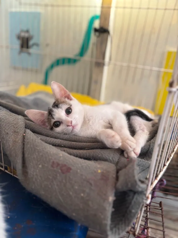 Gato ra a SRD-ViraLata idade 2 a 6 meses nome Zoe framboesa 