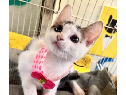 Gato raça SRD-ViraLata idade 2 a 6 meses nome Zoe framboesa 