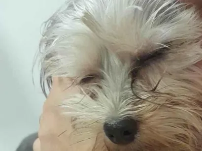 Cachorro raça Yorkshire idade 7 a 11 meses nome Dante