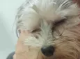 Dante