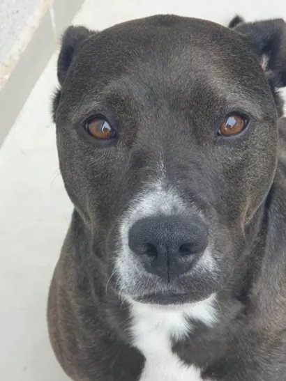 Cachorro raça SRD-ViraLata idade 4 anos nome jhonny