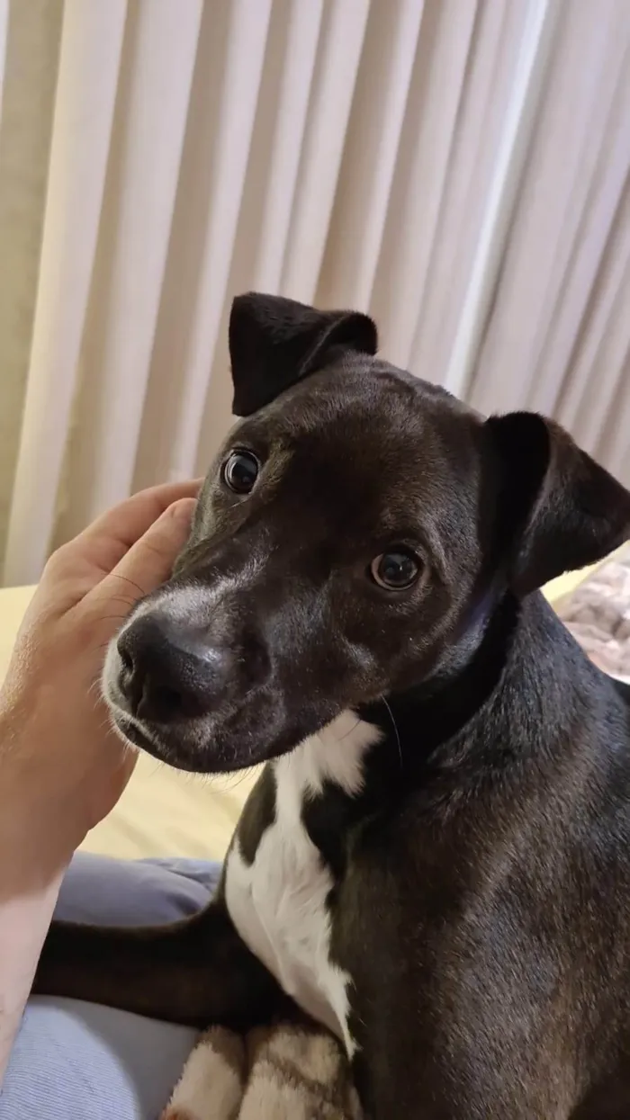 Cachorro ra a SRD-ViraLata idade 4 anos nome jhonny