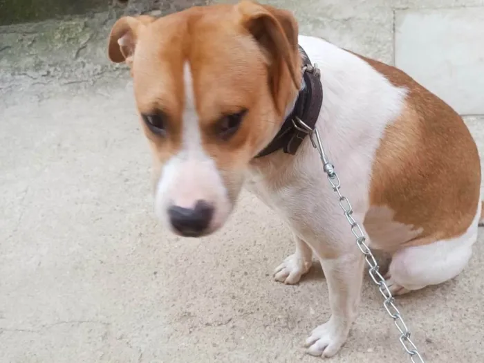 Cachorro ra a SRD-ViraLata idade 7 a 11 meses nome Simon bb10meses lindo 