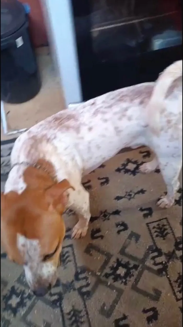 Cachorro ra a SRD-ViraLata idade 2 a 6 meses nome Billy bb10meses lindo 