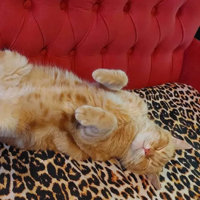 Gato ra a SRD-ViraLata idade 3 anos nome Fred