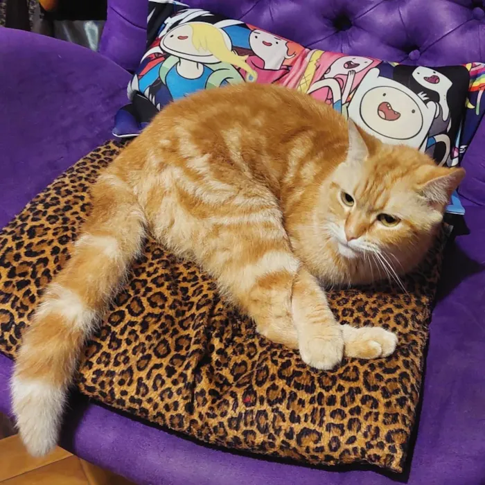 Gato ra a SRD-ViraLata idade 3 anos nome Fred
