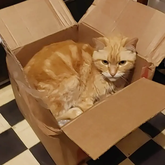 Gato ra a SRD-ViraLata idade 3 anos nome Fred