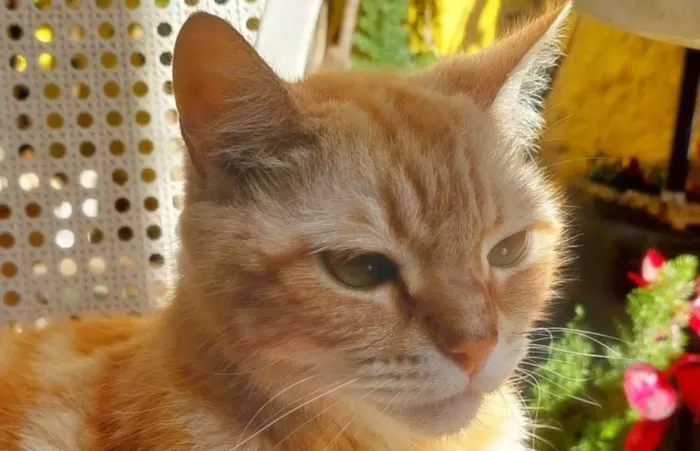 Gato ra a SRD-ViraLata idade 3 anos nome Fred