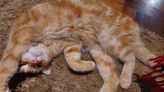 Gato ra a SRD-ViraLata idade 3 anos nome Fred