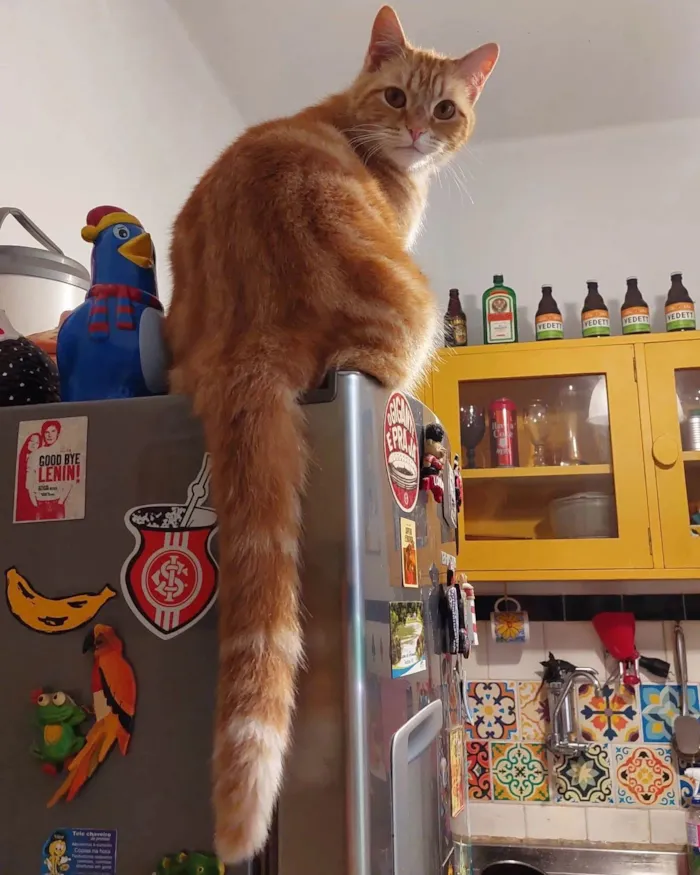 Gato ra a SRD-ViraLata idade 3 anos nome Fred