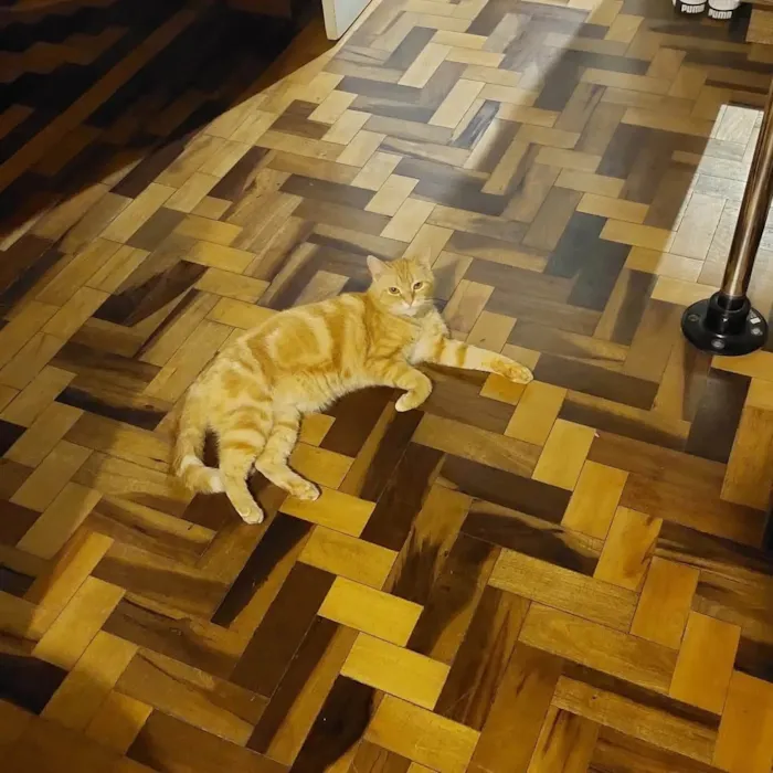Gato ra a SRD-ViraLata idade 3 anos nome Fred