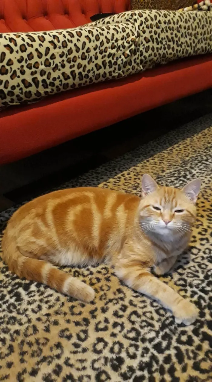 Gato ra a SRD-ViraLata idade 3 anos nome Fred
