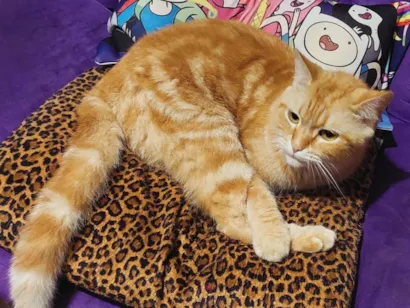 Gato raça SRD-ViraLata idade 3 anos nome Fred