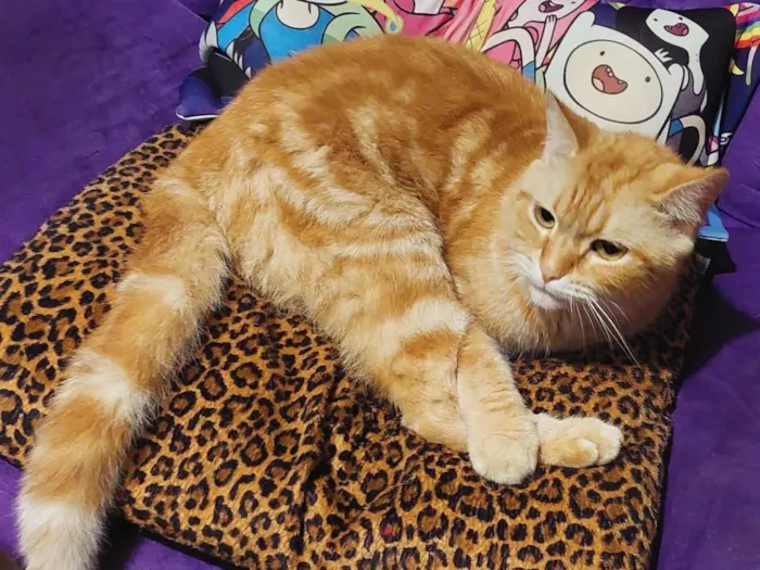 Gato ra a SRD-ViraLata idade 3 anos nome Fred