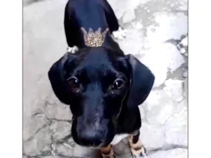 Cachorro raça SRD-ViraLata idade 2 a 6 meses nome Nutella bb3meses mix Salsicha 