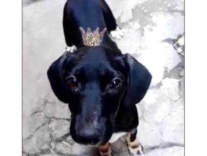 Cachorro raça SRD-ViraLata idade 2 a 6 meses nome Nutella bb3meses mix Salsicha 