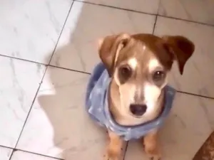 Cachorro raça SRD-ViraLata idade 2 a 6 meses nome Nino bbporteP lindo