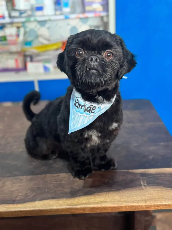 Cachorro ra a SRD-ViraLata idade 7 a 11 meses nome Maxwell