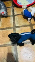 Maxwell