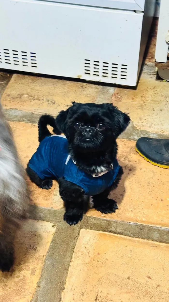 Cachorro ra a SRD-ViraLata idade 7 a 11 meses nome Maxwell